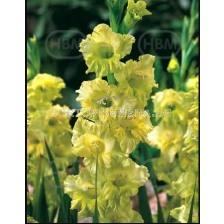 Гладиол Spring Green - 1 бр.