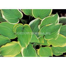 Хоста Fragrant Dream - 1 бр.