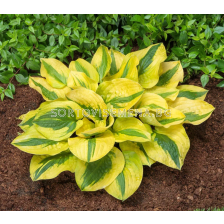 Хоста Glad Rags - 1 бр.