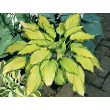 Хоста Lady Guinevere - 1 бр.