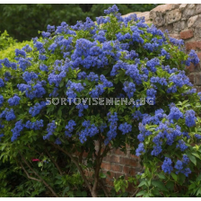 Цеанотус / Ceanothus Thyrsiflorus var. Repens - 1 бр. фиданка (30 см)
