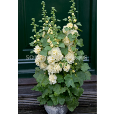 Ружа-джудже Lemon - 1 бр. фиданка (30 см)