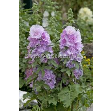 Ружа-джудже Purple - 1 бр. фиданка (30 см)