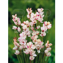 Иксия Spotlight - 1 оп.-10 бр.