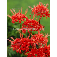 Нерине Sarniensis - 1 бр. размер 12/14