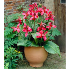 Канна ниска greenleaved Pink Beauty - 1 бр.