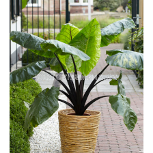 Колоказия (Таро) esculenta 18/+- 1 бр.