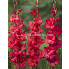 Гладиол large-flowered Berlioz - 1 бр.