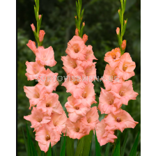 Гладиол small-flowered Georgia Peach - 1 бр.
