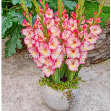 Гладиол small-flowered glamini Emmy - 1 бр.