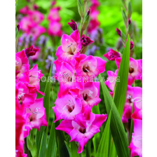 Гладиол small-flowered glamini Lizzy - 1 бр.