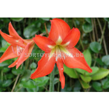 Амарилис земен leopoldii orange - 1 бр.