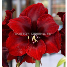 Амарилис galaxy Premiere - 1 бр.