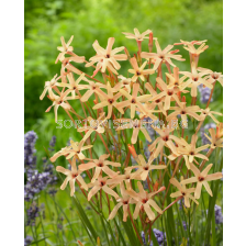 Иксия  paniculata Eos - 1 бр.