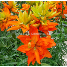 Лилиум la-hybrids 'Hulk' 16/18 - 1 бр.