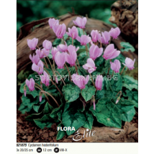 Циклама Hederifolium - 1 опаковка- 3 броя