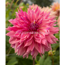 Далия decorative dinnerplate Penhill Dark Monarch - 1 бр.