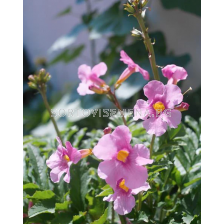 Инкарвилея delavayi 1 опаковка - 3 бр.