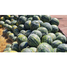 Семена дини Бонта F1-250 семена