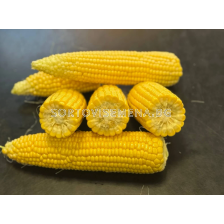 Семена супер сладка царевица Фрагман F1 - 5000 семена