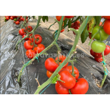 Семена домат SVTH3053 F1 (червен) - 500 семена