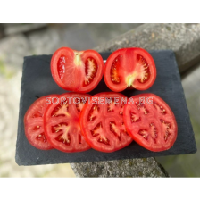 Семена домати SVTH 2913 F1 - 100 семена