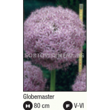 Декоративен лук (Allium Globemaster)