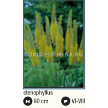 Еремурус Стенофилус /Eremurus stenophyllus/ - 1 брой