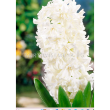 Зюмбюл/ Hyacinths double 'White Fleur - 1 бр.
