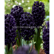 Зюмбюл/ Hyacinths orientalis 'Midnight Sky - 1 бр.