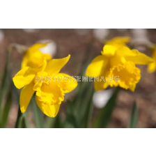 Нарцис/ Narcissi trumpet Mando -  1 бр.