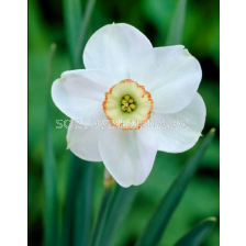 Нарцис small-cupped Dreamlight - 1 бр.