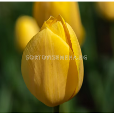 Лале/ Tulips triumph 'Kikomachi - 1 бр.