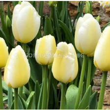 Лале/ Tulip single late Angels Wish - 1 бр.