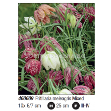 Фритилария микс/ Fritillaria meleagris mixed - Пакет с 10 бр.
