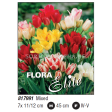 Лале мултифлора микс/ Tulipa multiflowered longstemmed mixed -  Пакет с 7 бр.