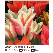 Лале микс/ Tulipa multiflowered shortstemmed mixed - Пакет с 10 бр.
