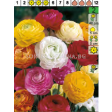 Ранункулус микс/ Ranunculus Mixed - Пакет с 8 бр.