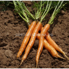 Семена моркови Спринт /Sprint - 1 кг - sortovisemena.bg Семена моркови Спринт /Sprint - 1 кг