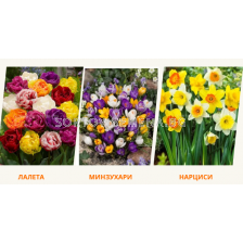 Разпродажба на есенни луковици - лалета, минзухари, нарциси (Сезон 2025)