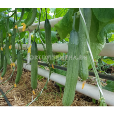 Семена краставици СЕНТИНЕЛА (оранжерийна) - 1000 с.