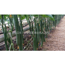 Семена краставици ТРИМАКС (оранжерийна) - 500 с.