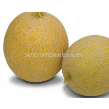 Семена пъпеш (галия) ЛАВИ ГАЛ /1-1,5 kg/ - 500 с.