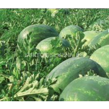 Семена дини СПЛЕНДИД/8-10кг/ - 500 с.