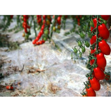 Семена домати ОРНЕЛА /плъм чери/ - 500 с.