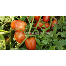 Семена домати ГАЛИЛЕА /тип рома/ - 500 с.