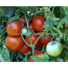 Семена домати ФАИДРА /салатен/ - 1000 с.