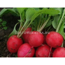 Семена репички ЧАРИТО - 500 г