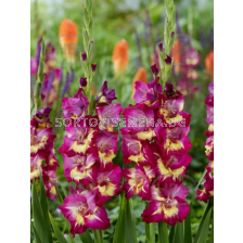 Гладиол Seahors - 1 бр.