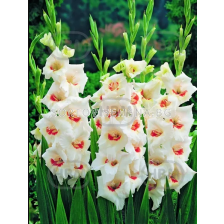 Гладиол Mary Housley - 1 бр.